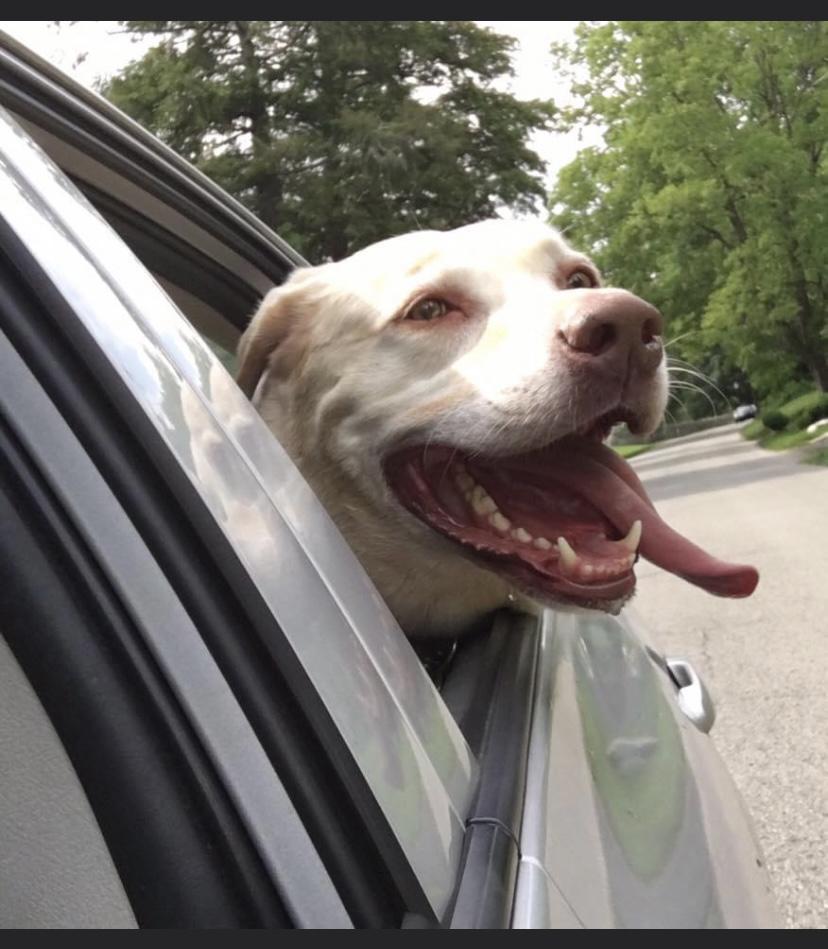Rex always brings a smile