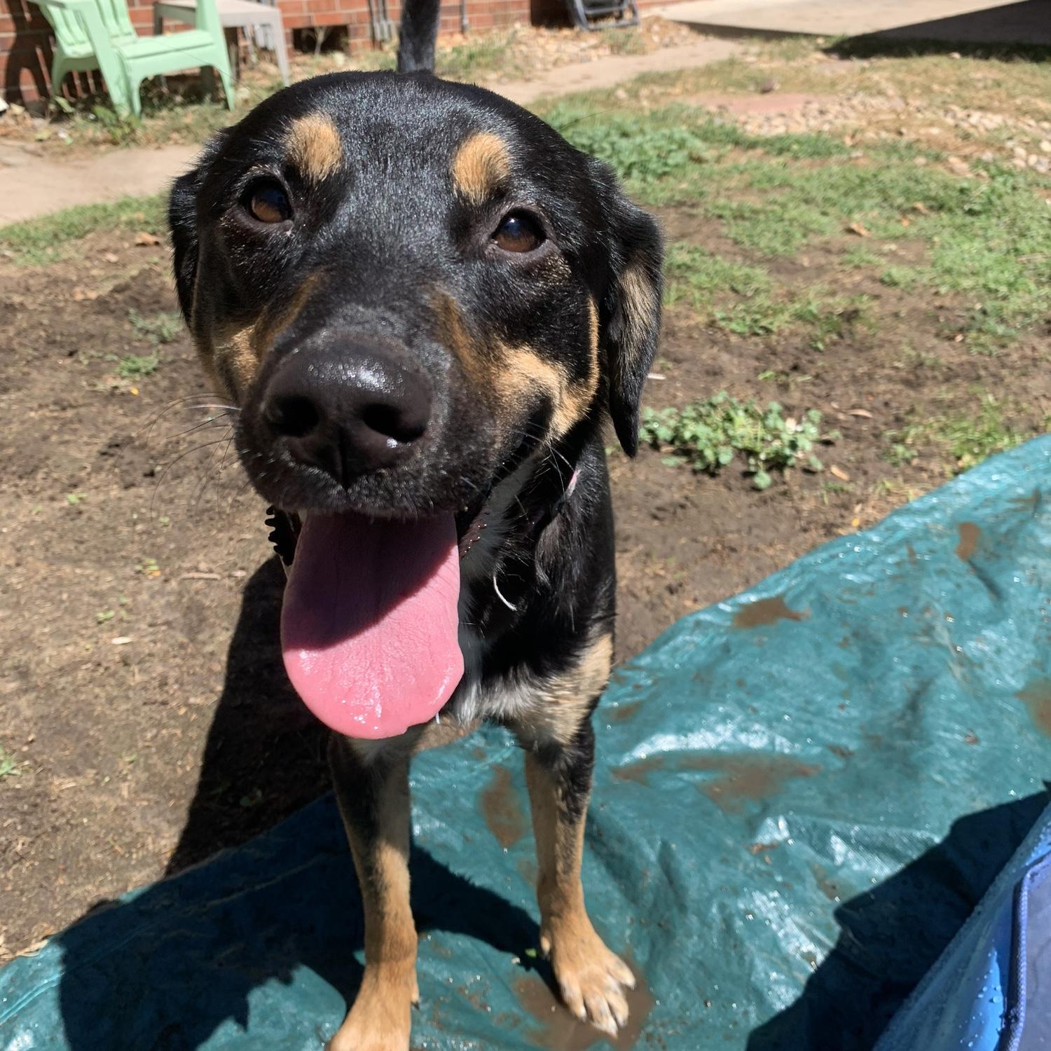 Maisey after playing in the sprinklers