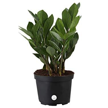 Costa Farms ZZ Zamioculcas Zamiifolia Live Indoor Plant, 12-Inch Tall, Fresh From Our Farm, Excellent Gift
