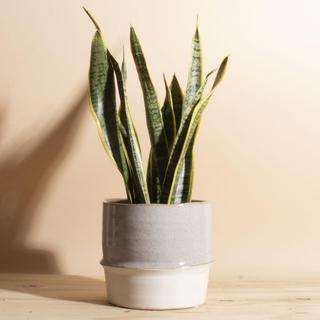 Sansevieria Laurentii Snake Plant