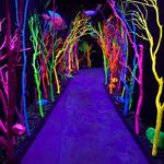 Meow Wolf