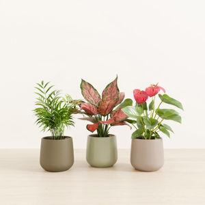 easyplant: Easy-Care Self-Watering Plants
