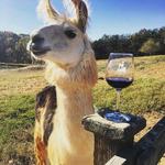 Divine Llama Vineyards