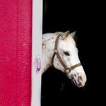 Horseback Riding Tours at Chatfield Stables