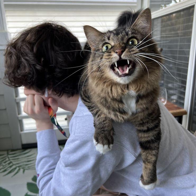 Our cat Cheerio (he's a sweetheart, but very yappy)