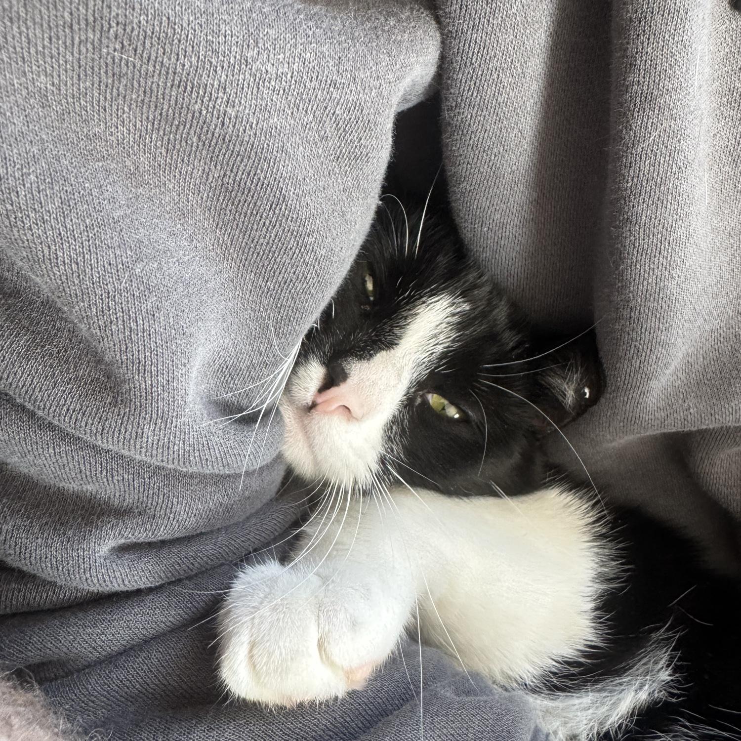 Kitty Snuggles!