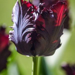 Black Parrot Tulips