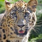 San Diego Zoo
