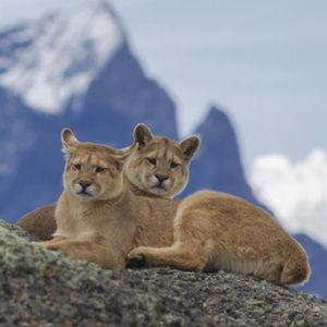 Torres del Paine- Safari Tour