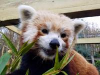 Greenville Zoo