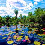 Naples Botanical Garden