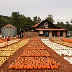 Burt's Pumpkin Farm