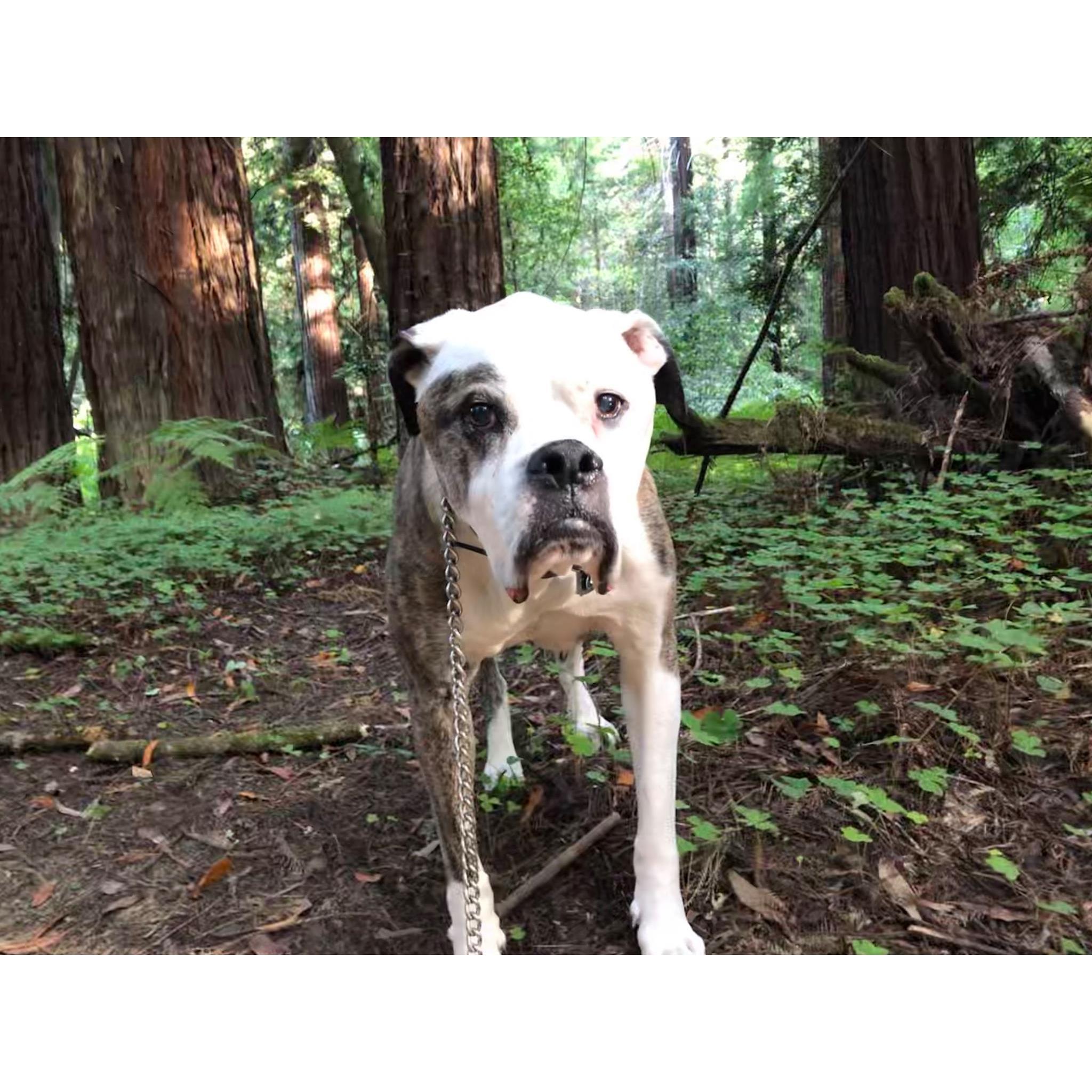 Our last trip with Grommit to the Redwoods. He was the best!