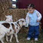 Bluebird Gap Farm