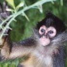 The Jungle Place * Spider Monkey Sanctuary