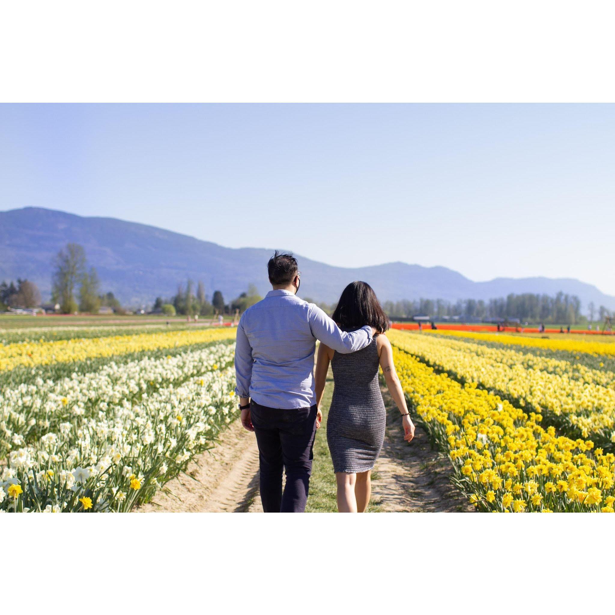 Sunflower festival at Chilliwack