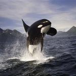 Whale Watching Tours