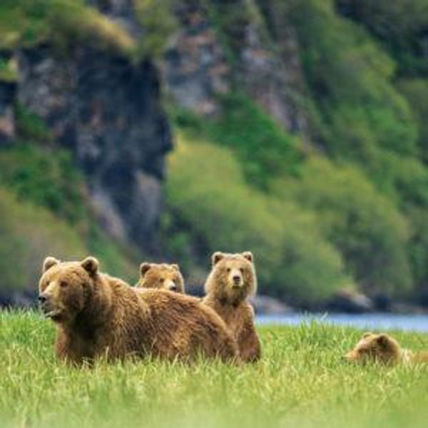 Honeymoon Fund - Alaskan Cruise!
