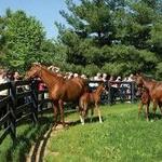 Horse Farm Tours