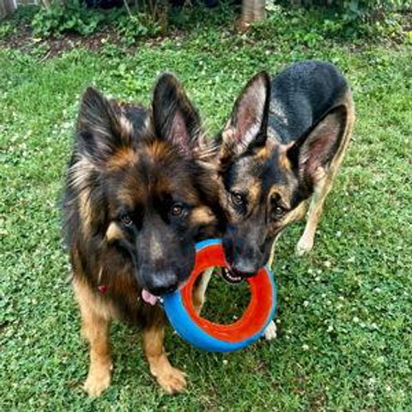 Year's Supply Of Pet Treats