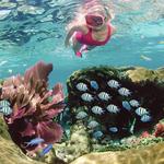 Sundiver Snorkel Tours
