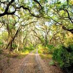 Saint Simons Island