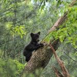 Check out the Actual Baylor Bears