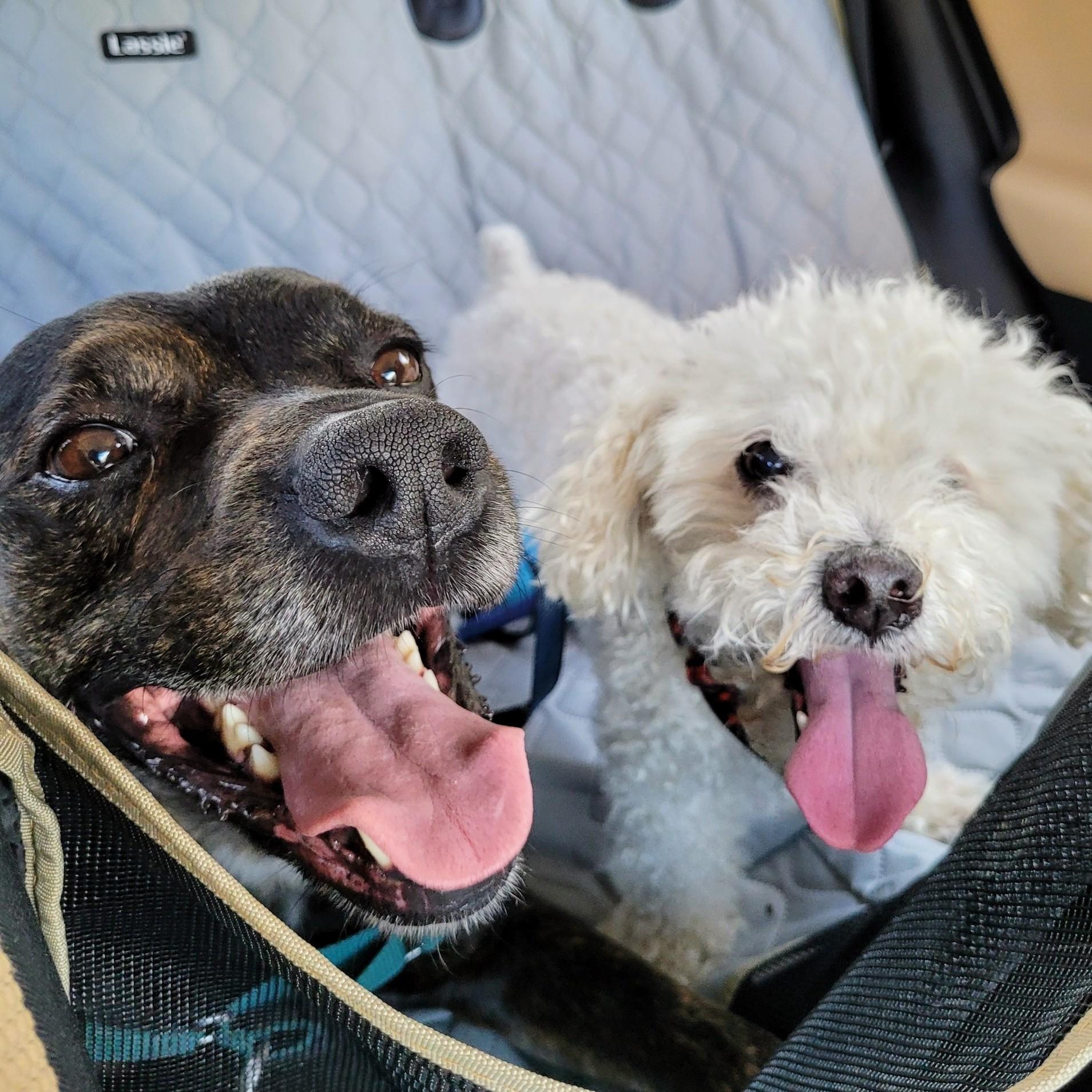 Sirius & Marley - Best Buds!