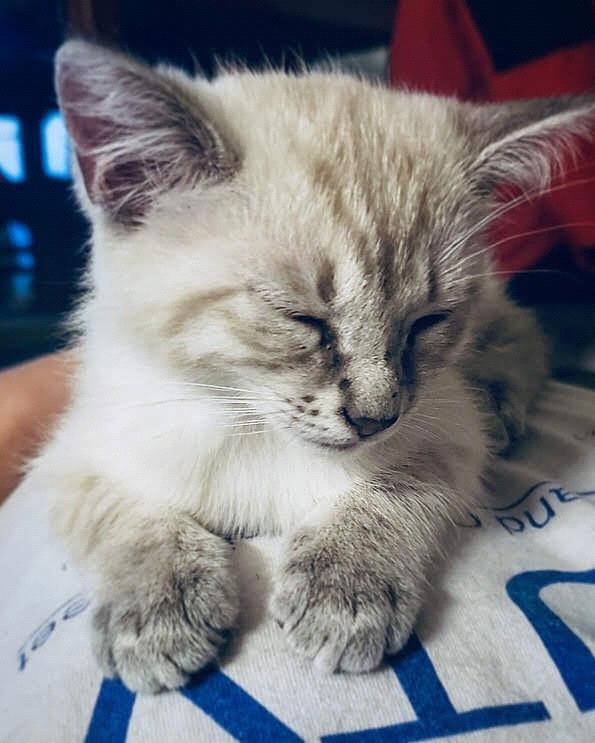 Chase and Jessica adopted their cat, Zima in June of 2019.
