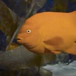 Shedd Aquarium Store