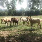 Cades Cove -Scenic Drive