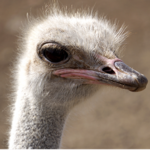 Curaçao Ostrich Farm