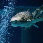 SEA LIFE Aquarium