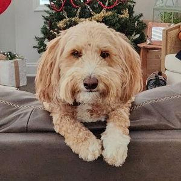 Year's Supply Of Pet Treats