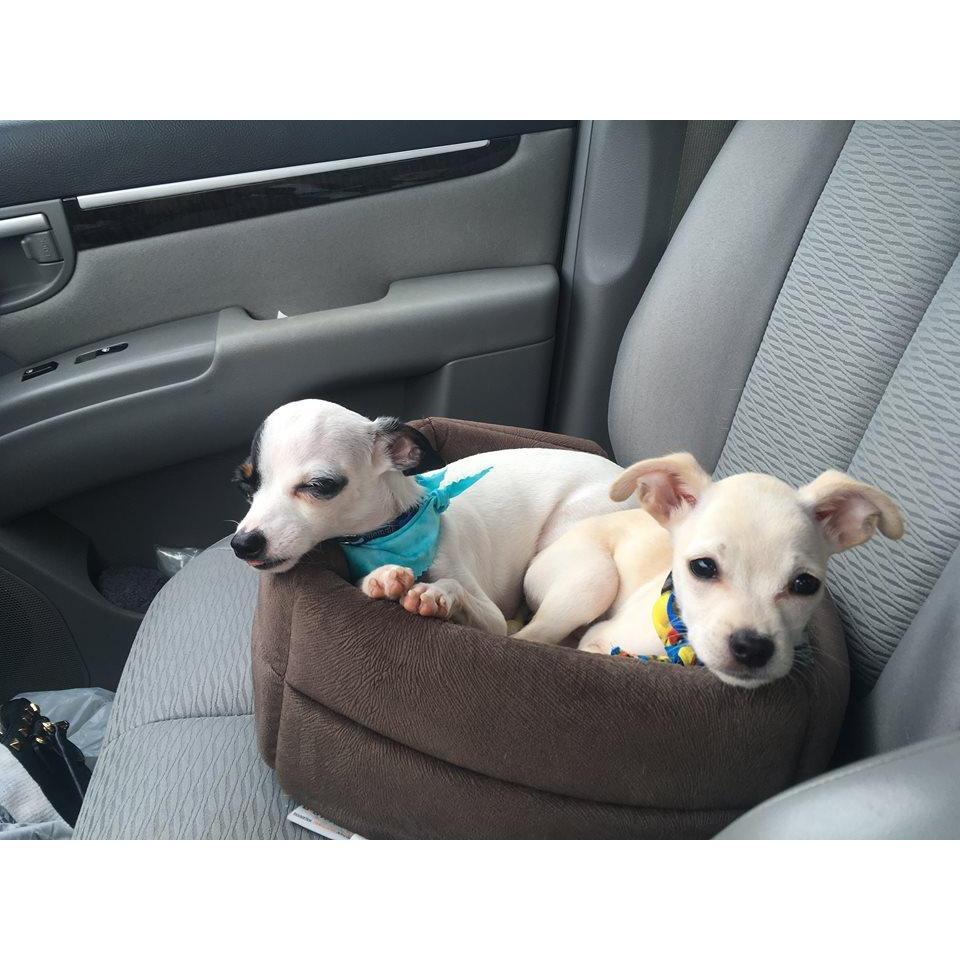 Our dog babies- Bentley and Riley