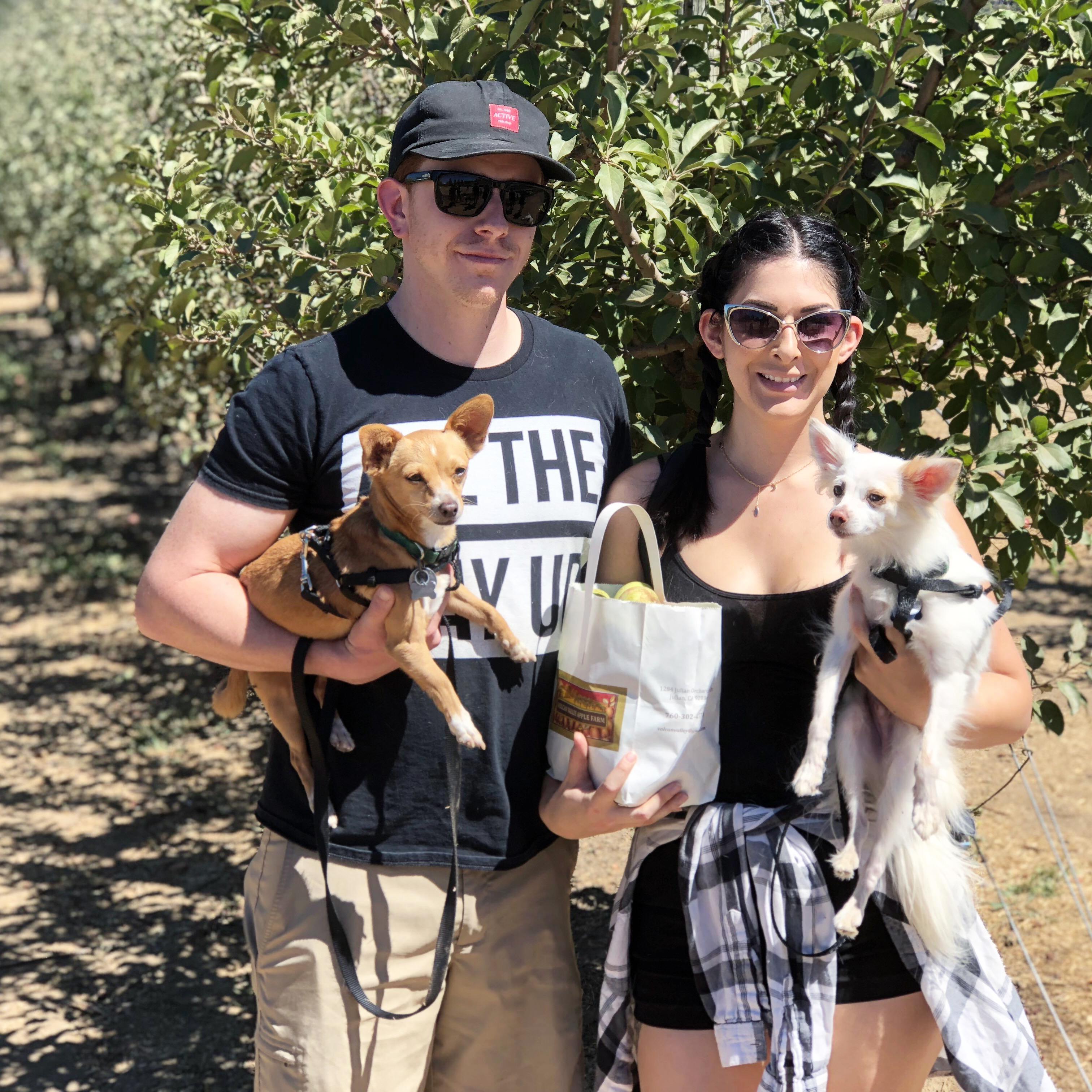 Picking apples in Julian