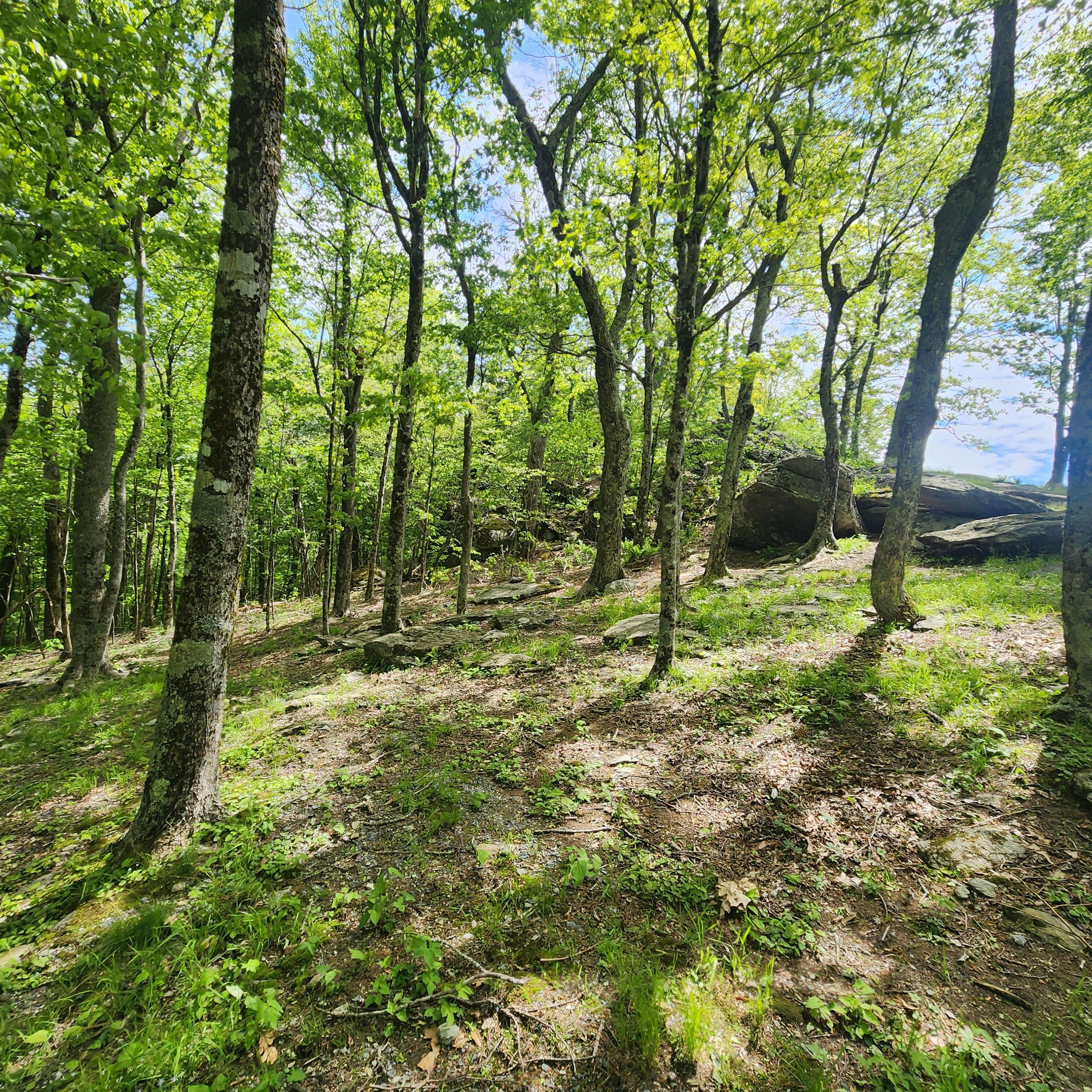 This is the typical terrain in Grove 1, where the ceremony takes place.