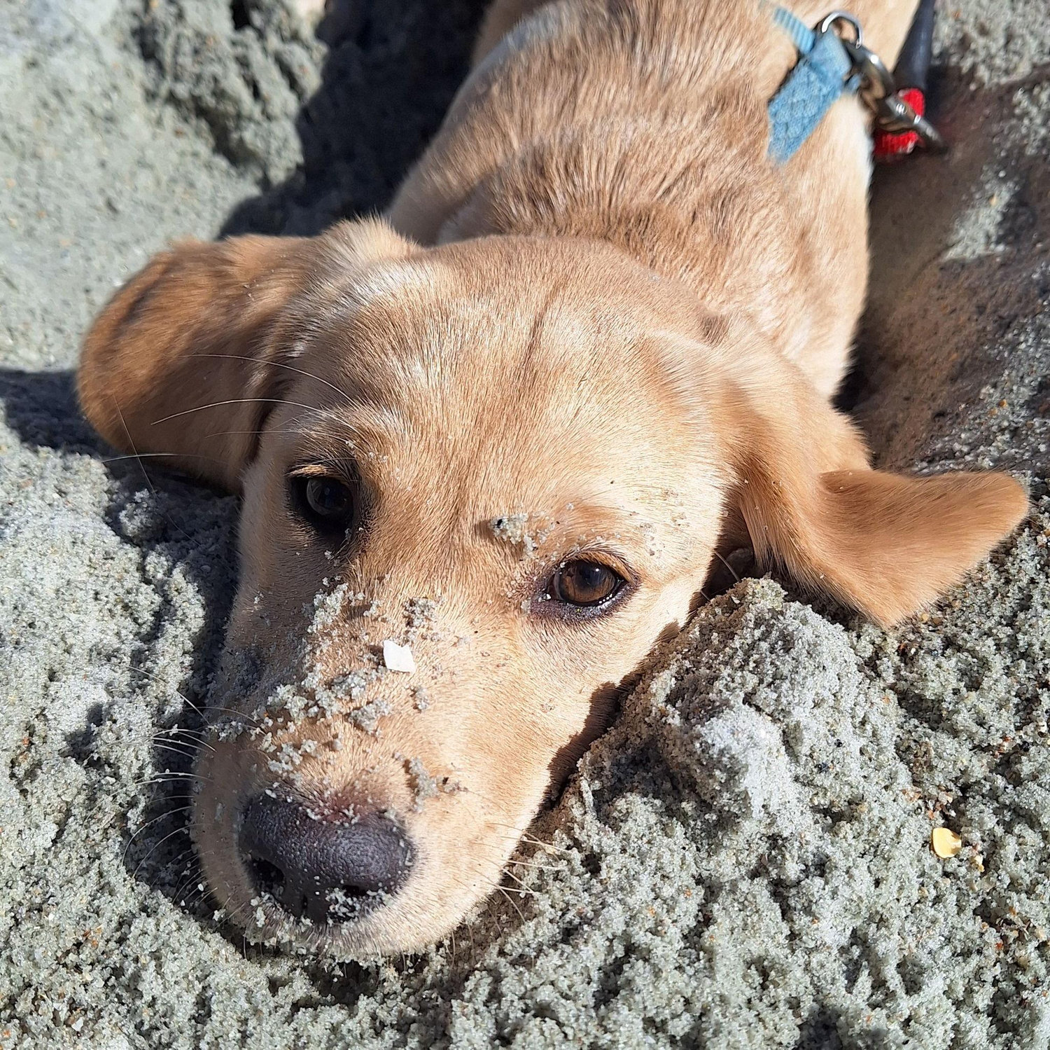 Beach dog