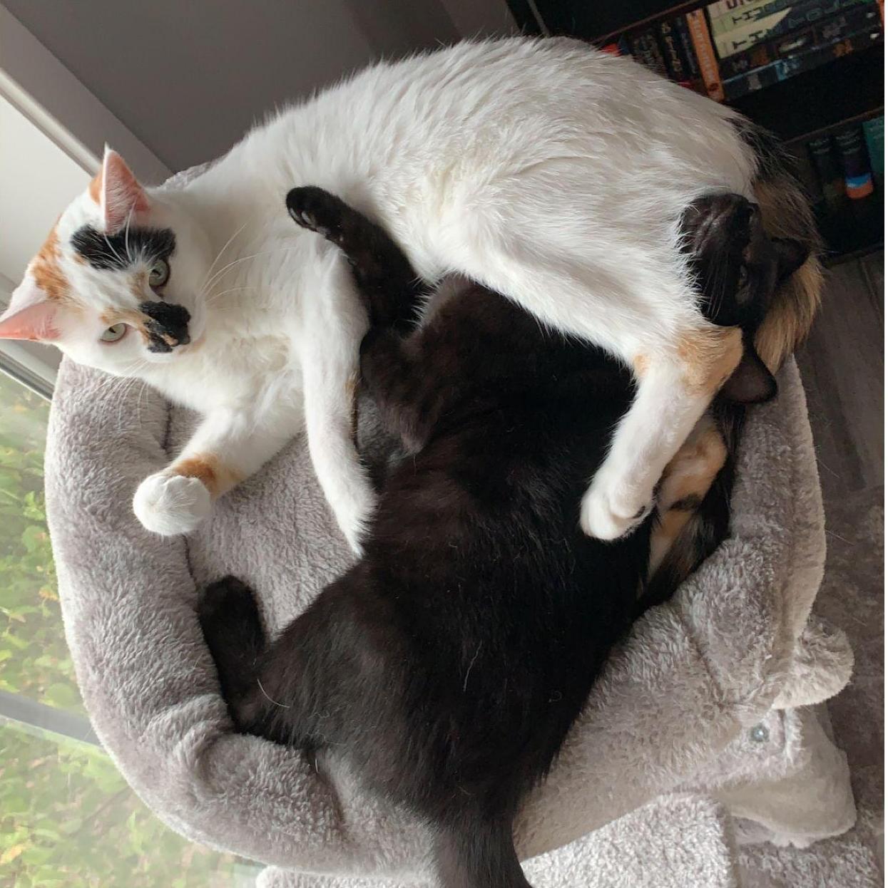 We added a new kitten, Nox, who treats Wisp like a big sister. They enjoy causing chaos together, occasionally fight for attention, and ensure our house is never a dull place.