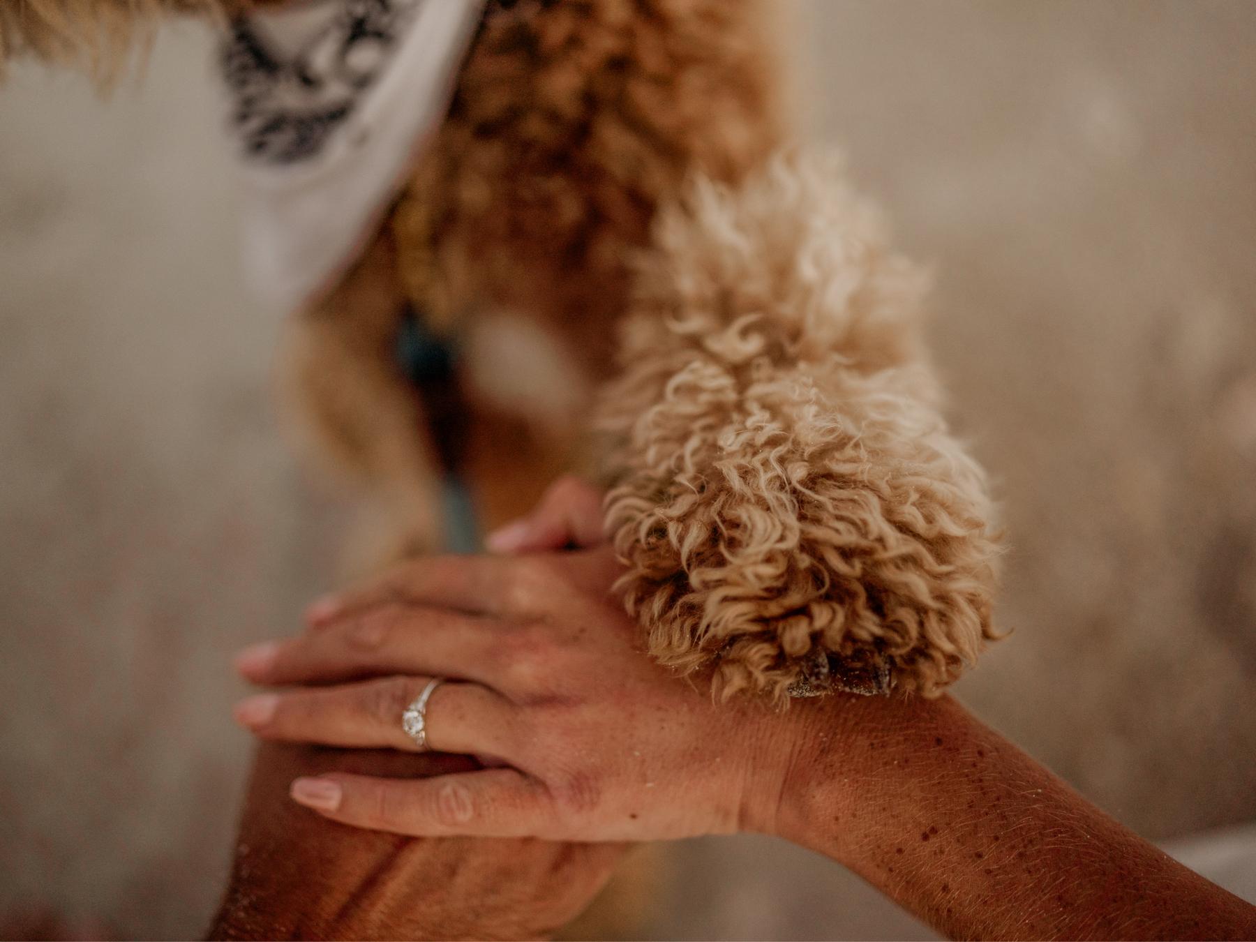 The Wedding Website of Holly Fauble and Dan Sidor