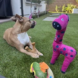 Mac's Toy Fund