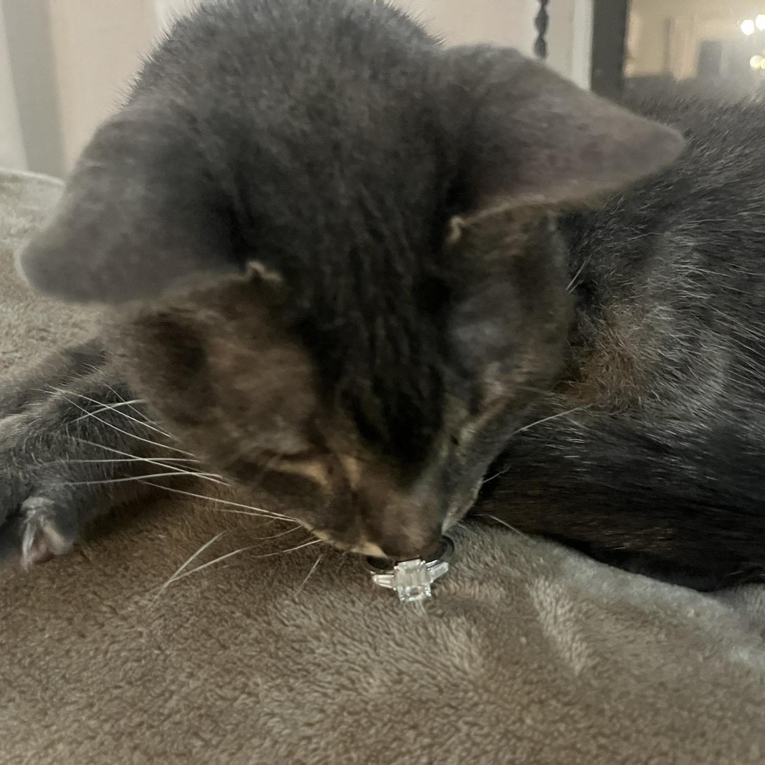 Freya announces her humans are getting married!