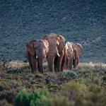 Aquila Private Game Reserve