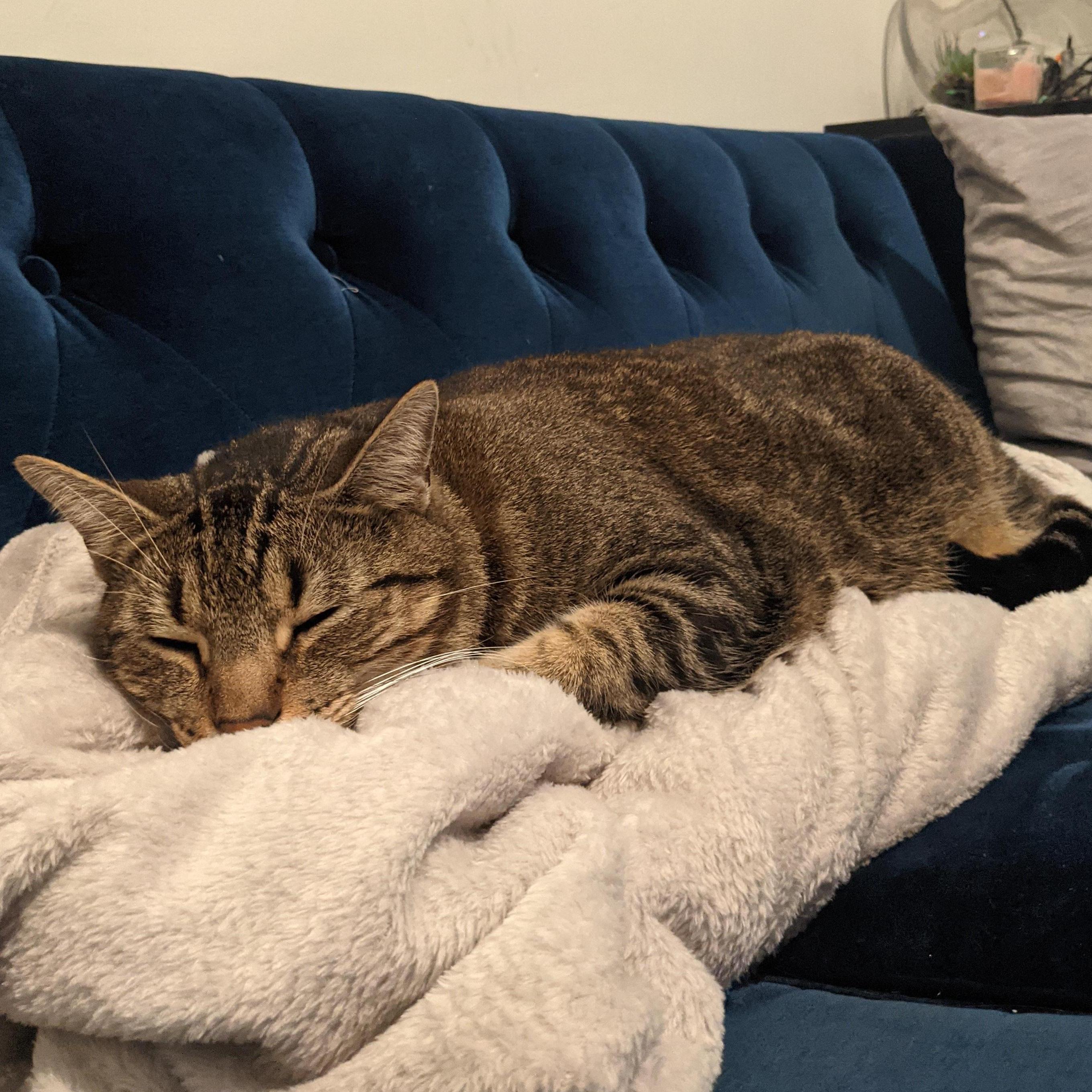 Loki the Sleepy