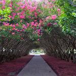 The Dallas Arboretum and Botanical Garden