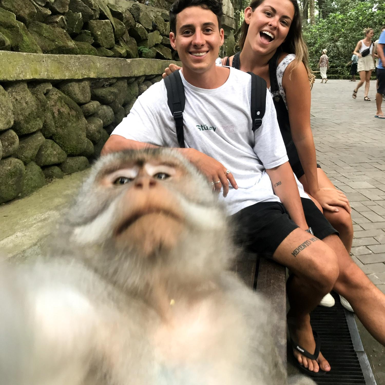 Monkey selfie