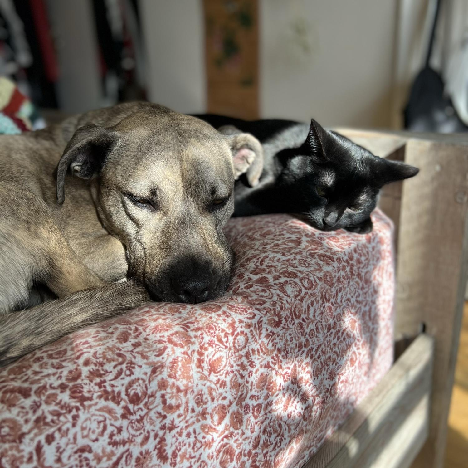Lilith loves Ghost more than Chance or myself. But her love is in that order exactly.