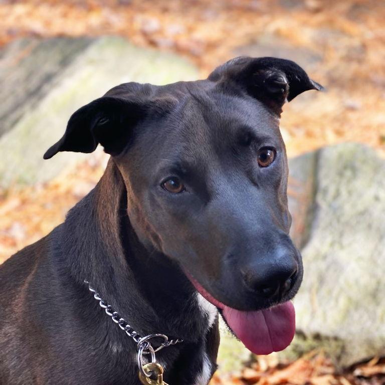 "Hello, I'm Nala! Okay, okay stop with the pictures so I can get back to barking at my arch nemesis. Mom and Dad call it a squirrel friend, but only I know squirrel's crimes. Time for justice!"