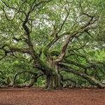 Angel Oak Tree