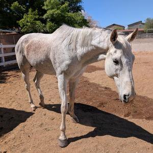 Horse Treats